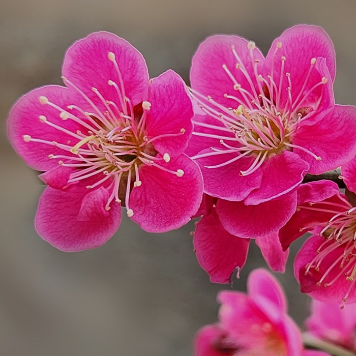 홍매화∙들매화 프로 사진 및 휴대폰 카메라 사진 콘테스트