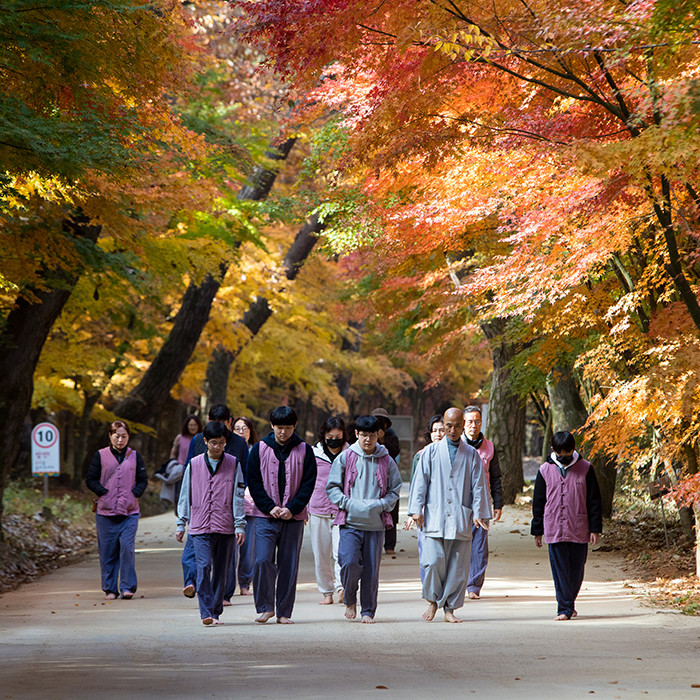 고운사 템플스테이 홈페이지